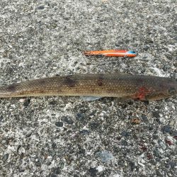 ポーアイ沖ハマチツバス